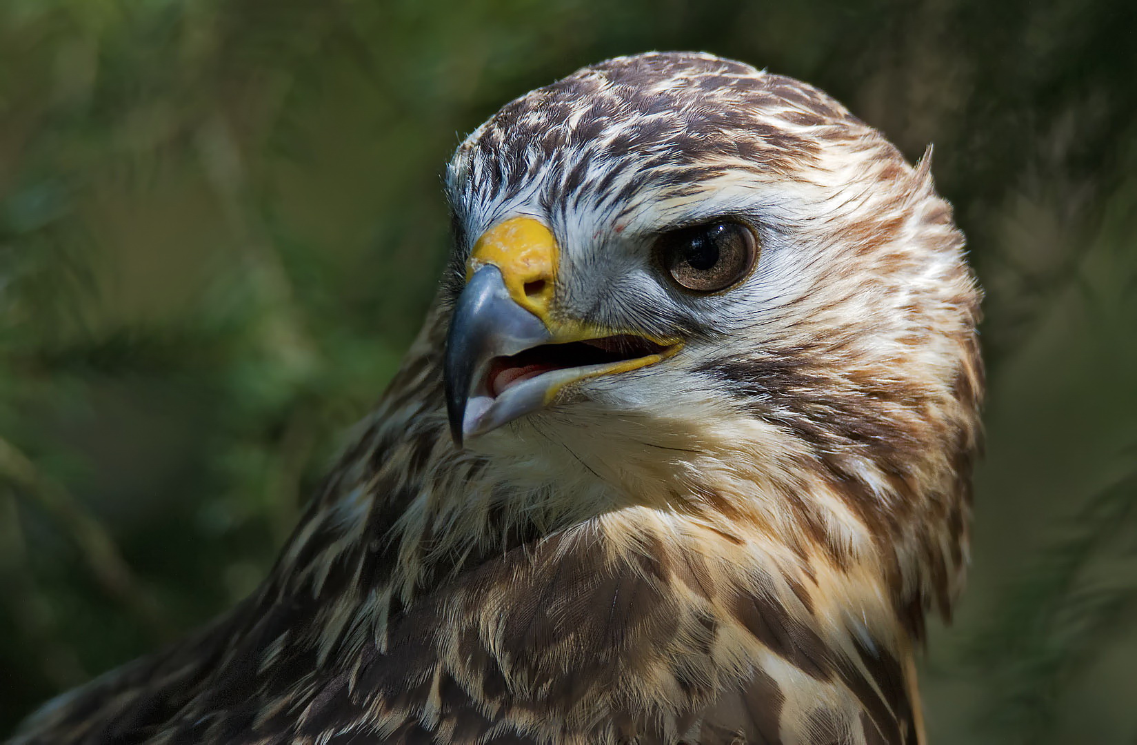 Mäusebussard Jungvogel