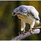 - Mäusebussard / Jungvogel - ( Buteo buteo )