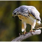 - Mäusebussard / Jungvogel - ( Buteo buteo )