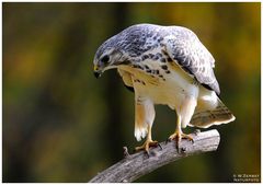 - Mäusebussard / Jungvogel - ( Buteo buteo )