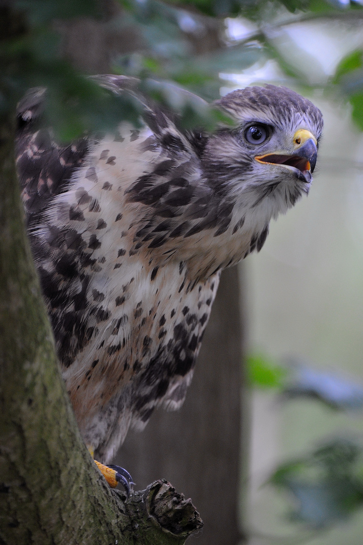 Mäusebussard Jungvogel rufend