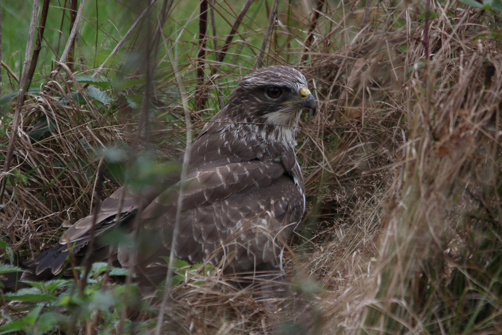 Mäusebussard (Jungvogel vermute ich )