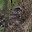 Mäusebussard (Jungvogel vermute ich )