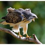 - Mäusebussard Jv 1. ( Buteo buteo )