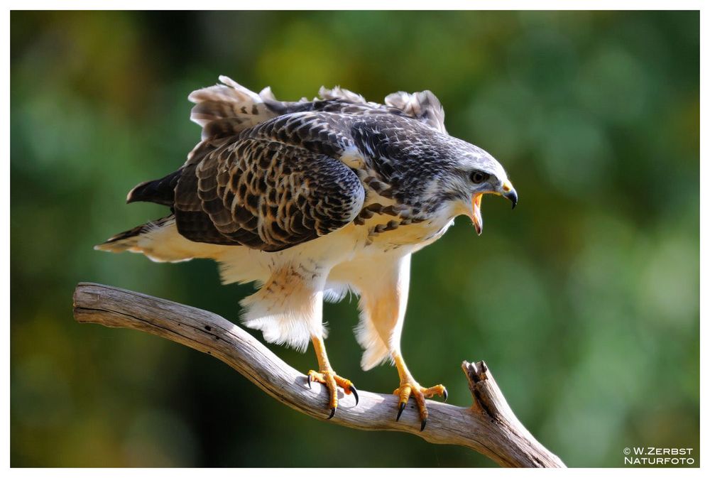 - Mäusebussard Jv 1. ( Buteo buteo )