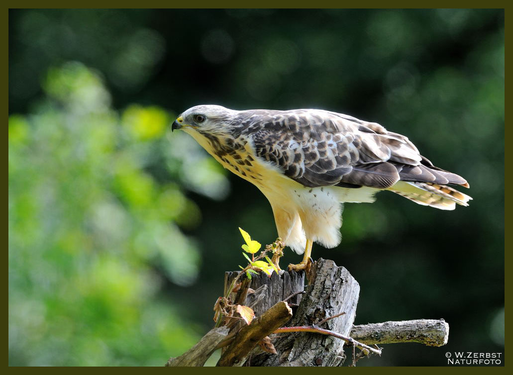 - Mäusebussard Jv. - ( Buteo buteo )