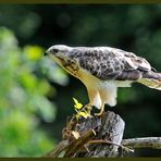 - Mäusebussard Jv. - ( Buteo buteo )