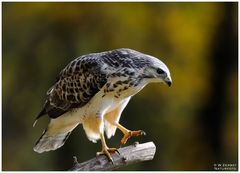 - Mäusebussard Jv.- ( Buteo buteo )