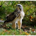 - Mäusebussard Jv. - ( Buteo buteo )