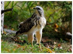 - Mäusebussard Jv. - ( Buteo buteo )