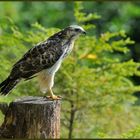 - Mäusebussard Jv - ( Buteo buteo )