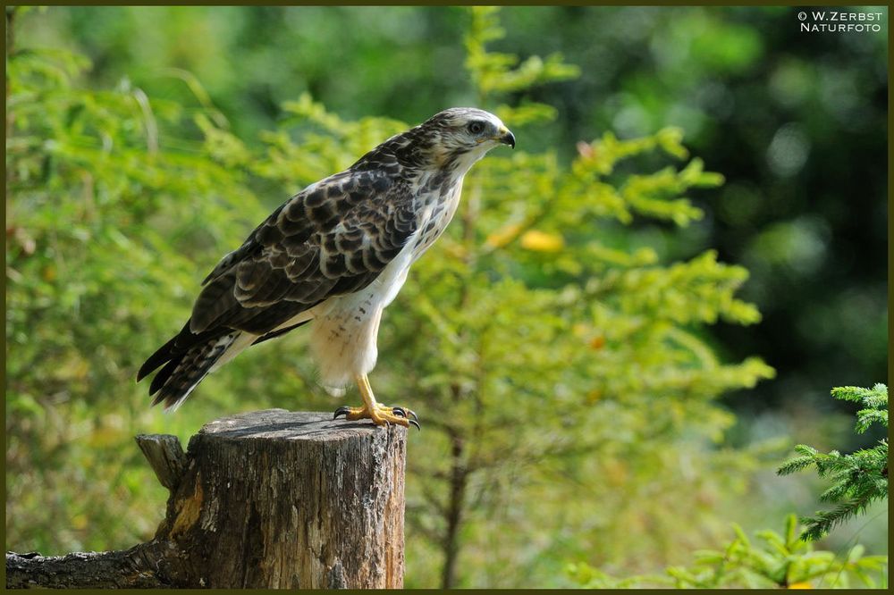 - Mäusebussard Jv - ( Buteo buteo )