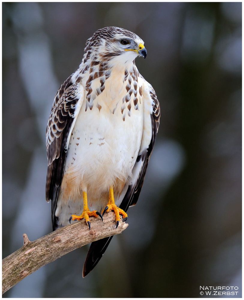 - Mäusebussard Jv. hält Ausschau - ( Buteo buteo )