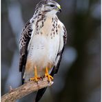 - Mäusebussard Jv. hält Ausschau - ( Buteo buteo )