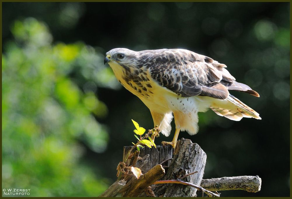 - Mäusebussard Jv Nr. 3 am Luderplatz - ( Buteo buteo )