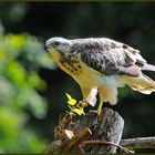 - Mäusebussard Jv Nr. 3 am Luderplatz - ( Buteo buteo )