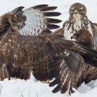 Mäusebussard Kampf um Futter am Luderplatz