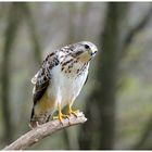 - Mäusebussard kommt langsam näher - ( Buteo buteo )