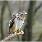 - Mäusebussard kommt langsam näher - ( Buteo buteo )