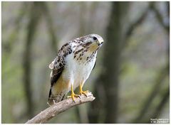 - Mäusebussard kommt langsam näher - ( Buteo buteo )