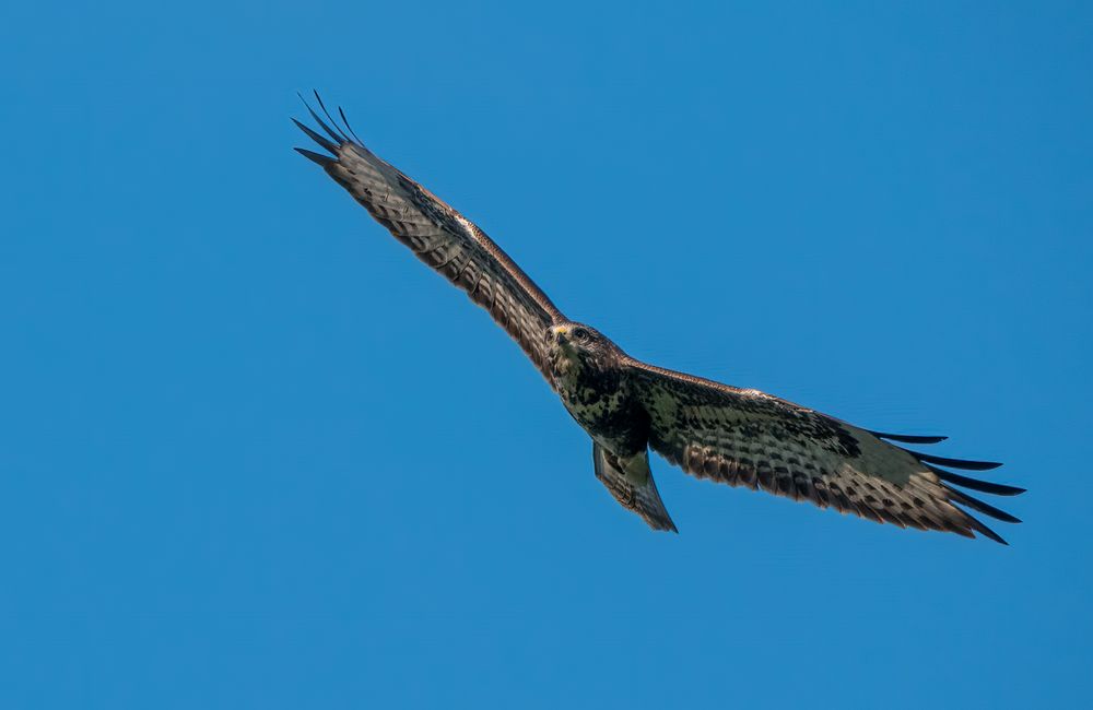 "MÄUSEBUSSARD" kreist über mir