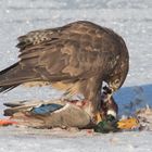 Mäusebussard kröpft Stockente