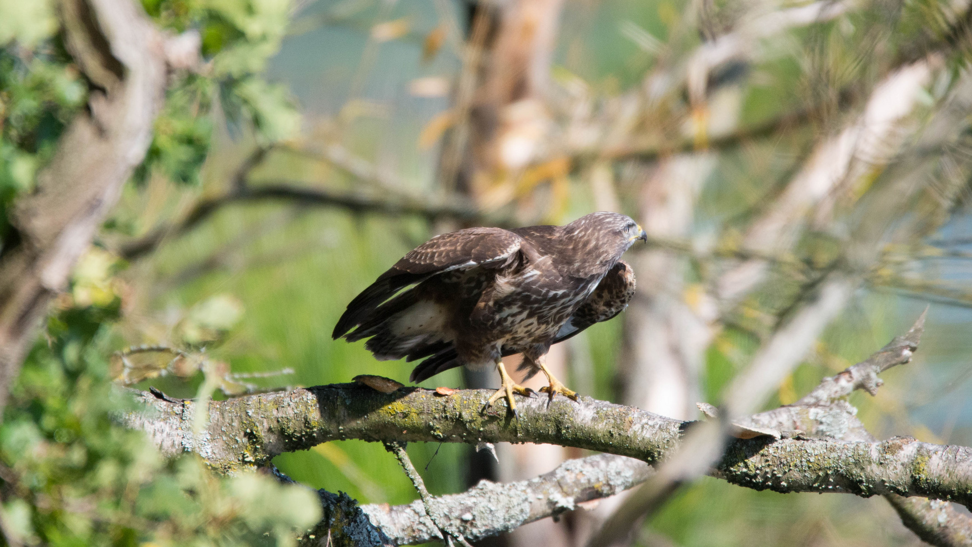 Mäusebussard kurz vor dem Abflug