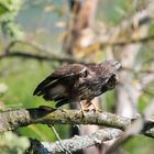 Mäusebussard kurz vor dem Abflug