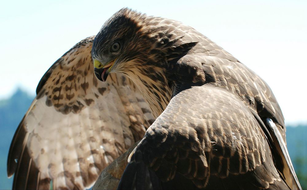 Mäusebussard kurz vor dem Abflug