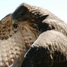 Mäusebussard kurz vor dem Abflug