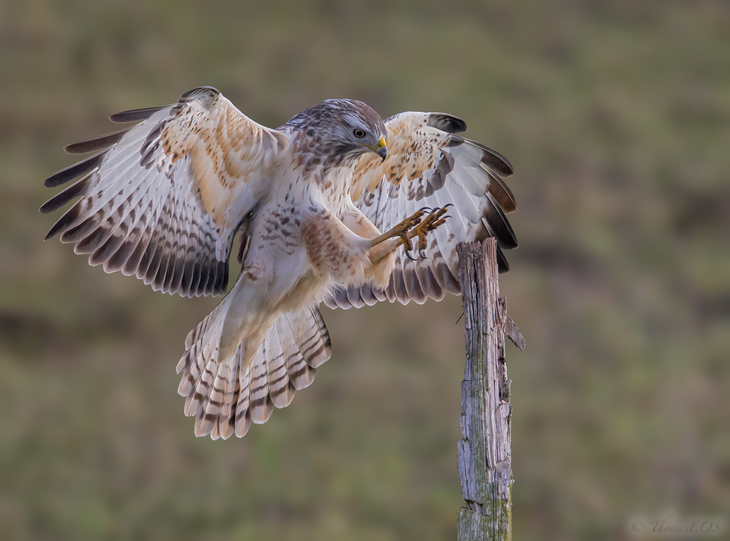 Mäusebussard kurz vor der Landung