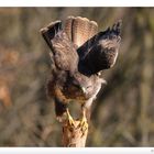 - Mäusebussard kurz vorm Start - (Buteo buteo)