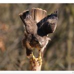 - Mäusebussard kurz vorm Start - (Buteo buteo)