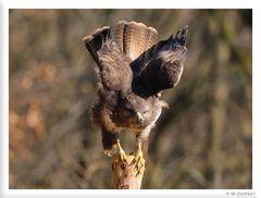 - Mäusebussard kurz vorm Start - (Buteo buteo)