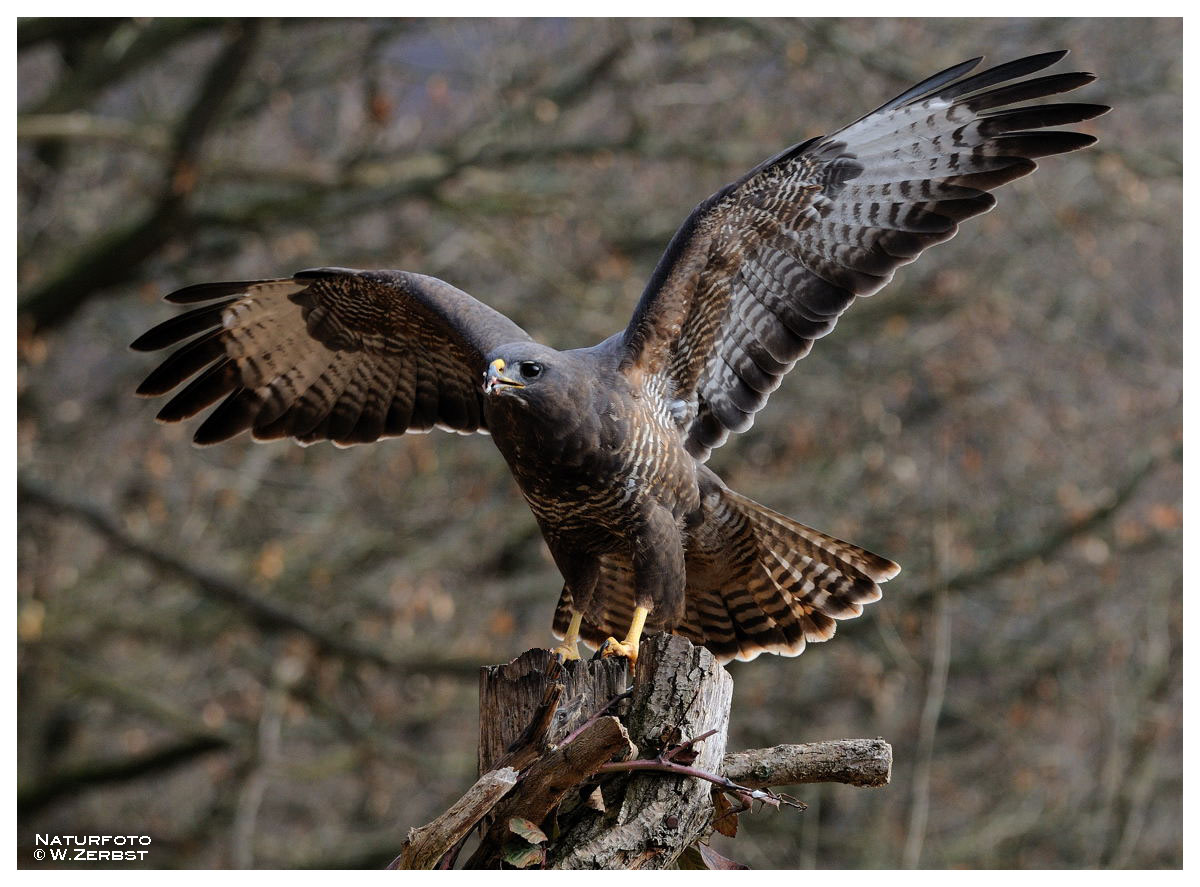 - Mäusebussard kurz vorm Start -