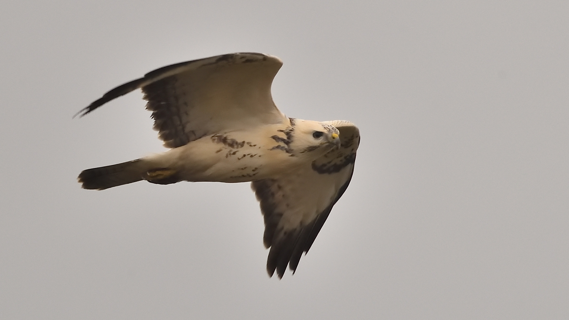 Mäusebussard",--kurzer Vorbeiflug am Morgen!