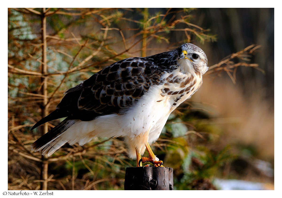 ---- Mäusebussard männl. ---- ( Buteo buteo )