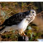 ---- Mäusebussard männl. ---- ( Buteo buteo )