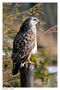 + Mäusebussard männl. Nr. 1 + ( Buteo buteo ) von Wolfgang Zerbst - Naturfoto