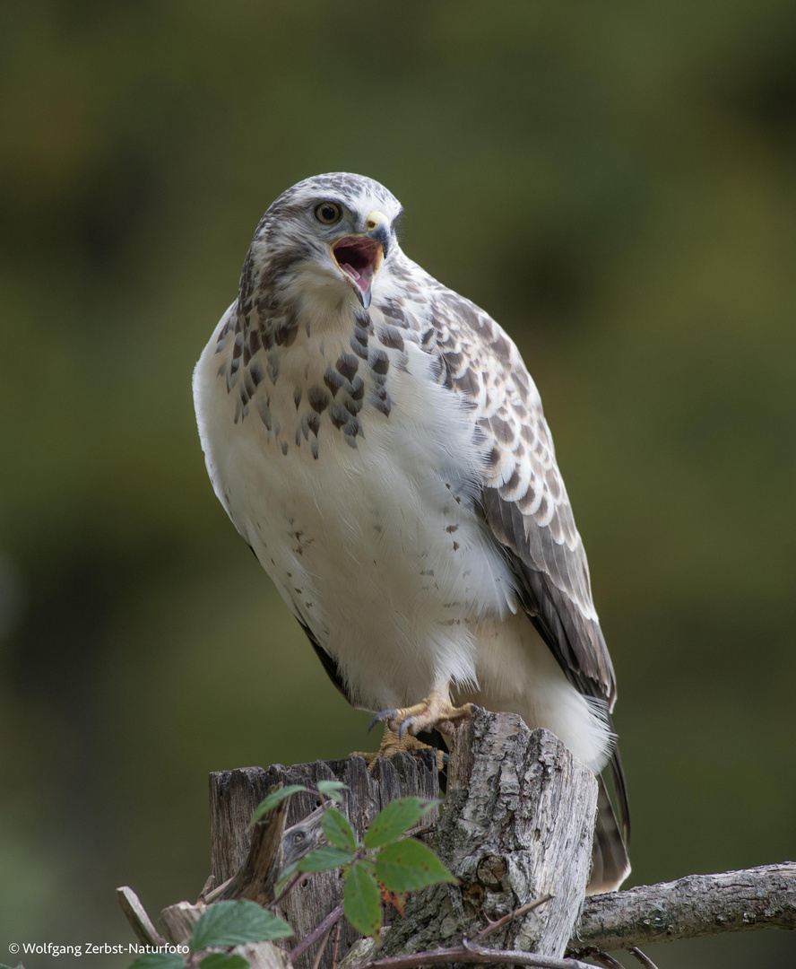 --- Mäusebussard , männlich ---