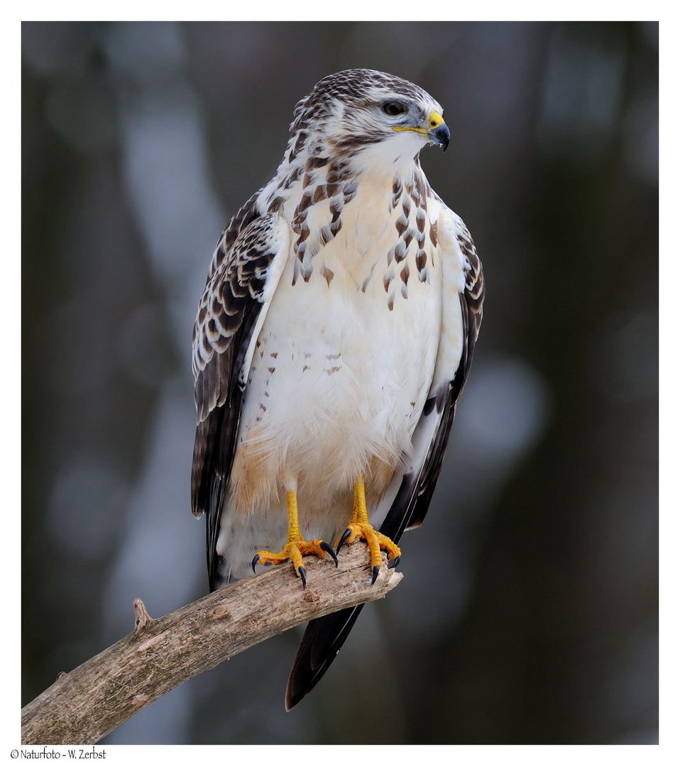 ---- Mäusebussard männlich ----- ( Buteo buteo )