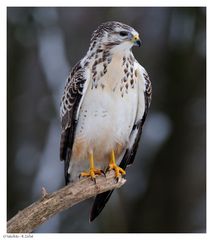 ---- Mäusebussard männlich ----- ( Buteo buteo )