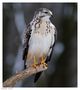 ---- Mäusebussard männlich ----- ( Buteo buteo ) von Wolfgang Zerbst - Naturfoto