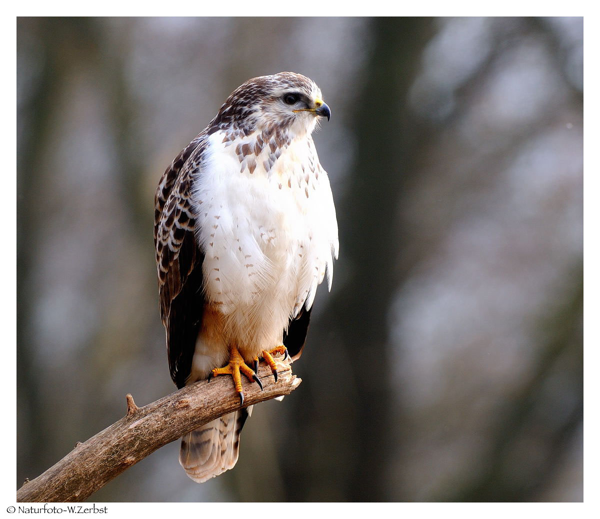 -- Mäusebussard männlich -- ( Buteo buteo )