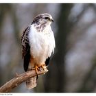 -- Mäusebussard männlich -- ( Buteo buteo )