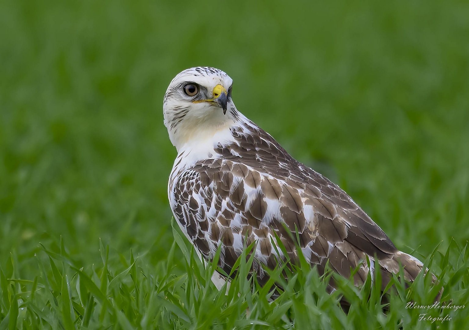 Mäusebussard mal anders