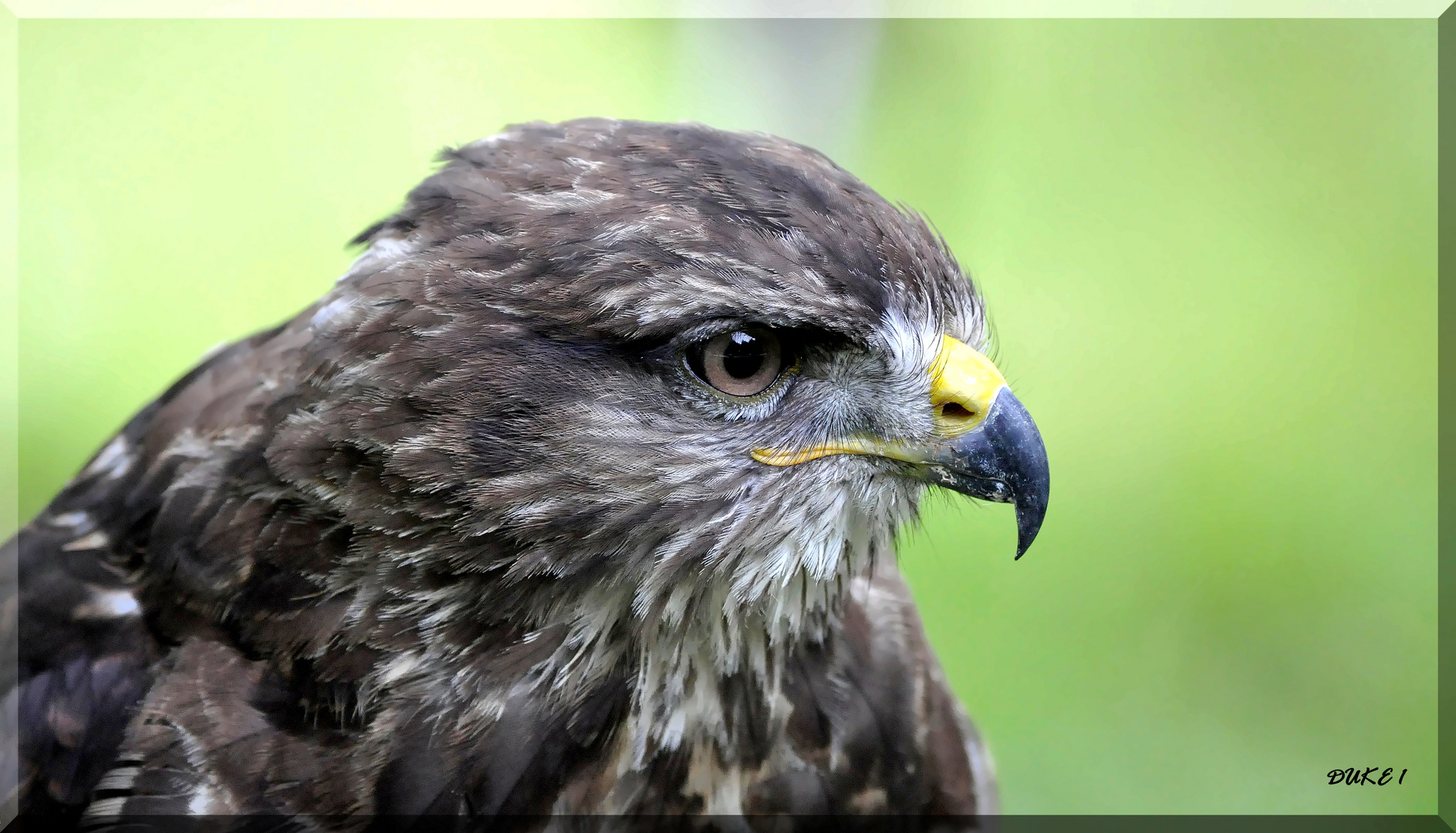 Mäusebussard mal aus der Nähe .