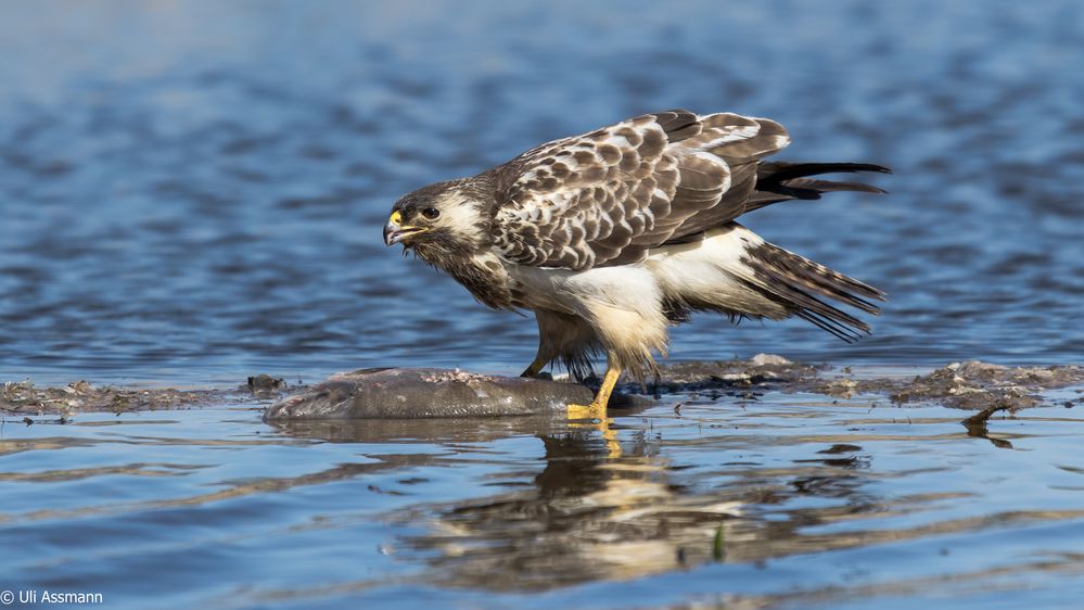 Mäusebussard mal nicht mit Maus