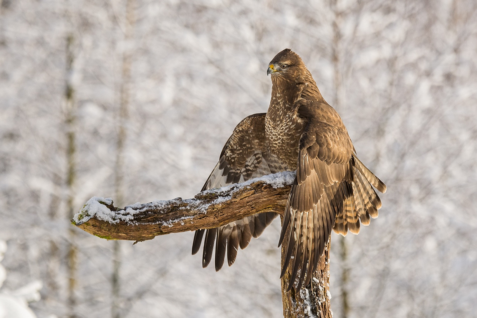 Mäusebussard mantelt über seiner Beute