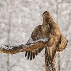 Mäusebussard mantelt über seiner Beute